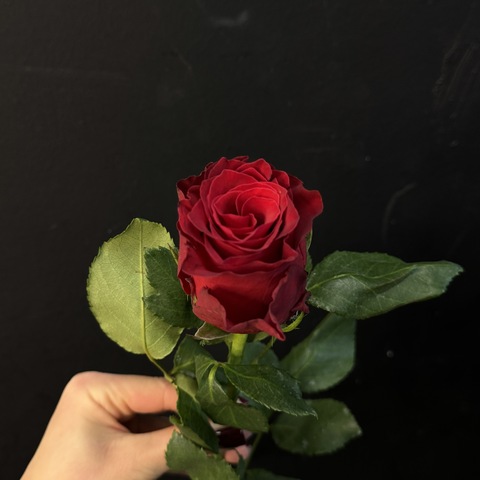 Роза кенийская красная 40 см / 1 шт