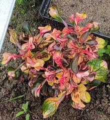 Альтернантера дентата Тайланд