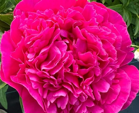 ПИОН КАНЗАС (Kansas)