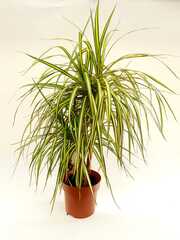 Драцена Маргината Санрей