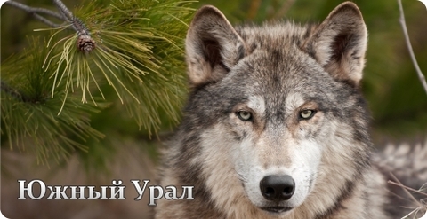 Урал Сувенир - Кружка Южный Урал №0016 Морда волка