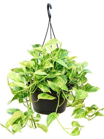 Эпипремнум