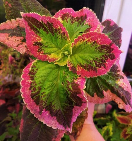 Japanese Giant колеус КСР