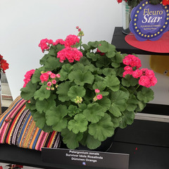 2822 Пеларгония зональная SURVIVOR IDOLS ROSALINDA (Весна 2026)