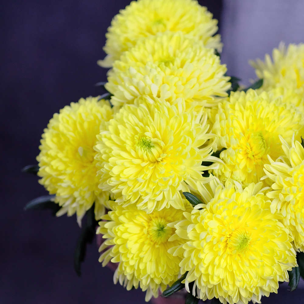 Хризантемы крупноцветковые Fred Shoesmith Cream от 3шт