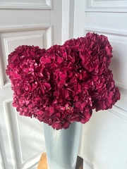 Гортензия в красном оттенке