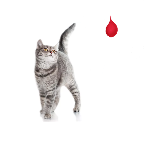Тест для определения группы крови кошек