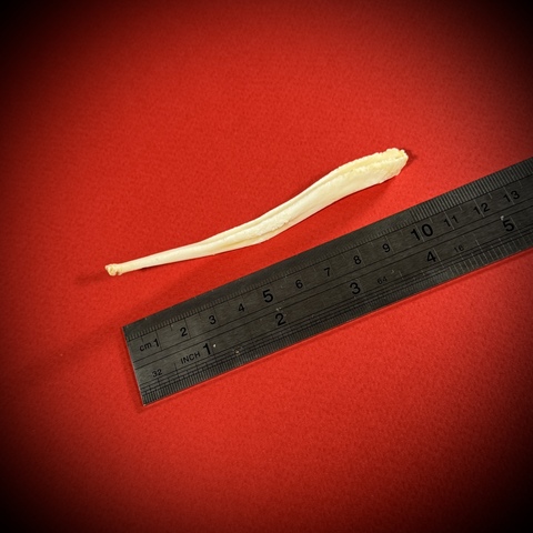 Бакулюм волка в стеклянной колбе