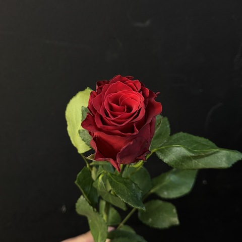 Роза кенийская красная 40 см / 1 шт