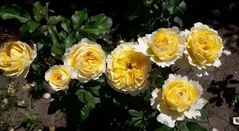 Беатрис( Beatrice)