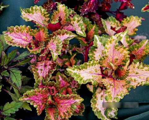 Лунный шелк UO колеус КСР