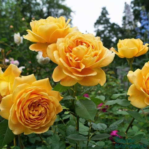 Голден Селебрейшн (Golden Celebration)