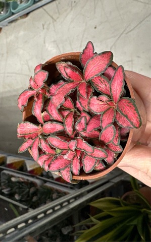 Фиттония  микс