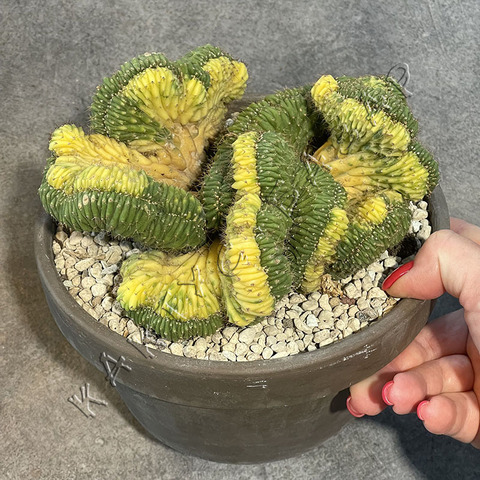 Трихоцереус Паханой Кристата Вариегата в керамике d17