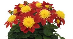 17138 Георгин DALAYA MAXI FIREBURST (ОСЕНЬ 2025)