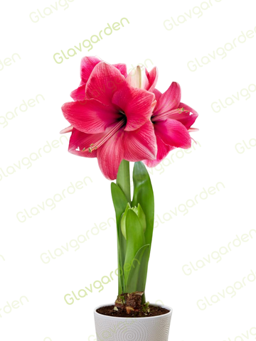 Амариллис «Геркулес»