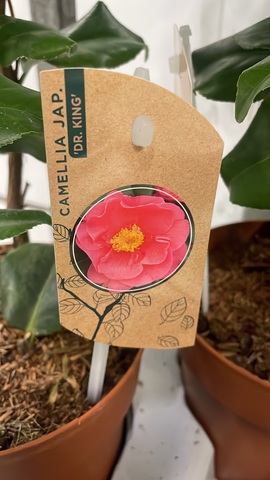 Камелия Японская Леди Кемпбелл