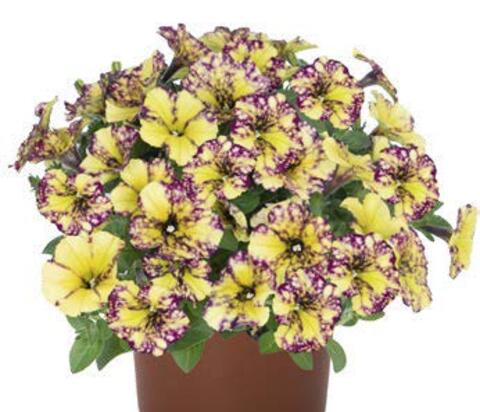 32513 Петуния Sparkling Bee (Весна 2026)