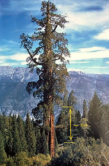 Teofrast Секвойя вечнозелёная Sequoia sempervirens