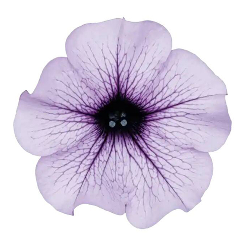 32331 Петуния SURFINIA COMPACT PURPLE VEIN (ВЕСНА 2025)