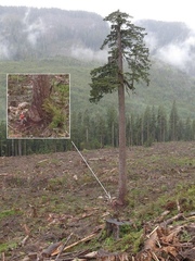 Teofrast Секвойя вечнозелёная Sequoia sempervirens