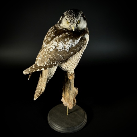 Ястребиная сова