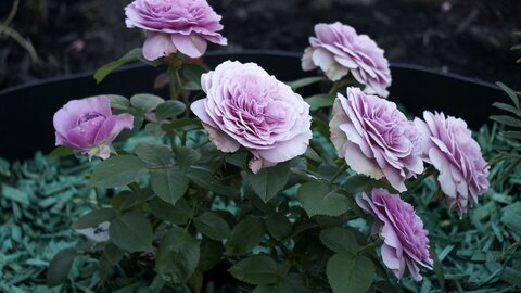 Лавендер Мейландина(LAVENDER MEILLANDINA)