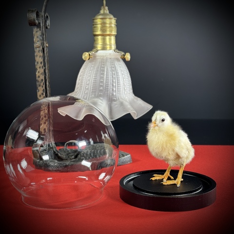 Цыплёнок в клоше