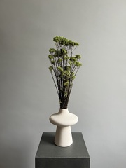 Озотамнус стабилизированный зеленый