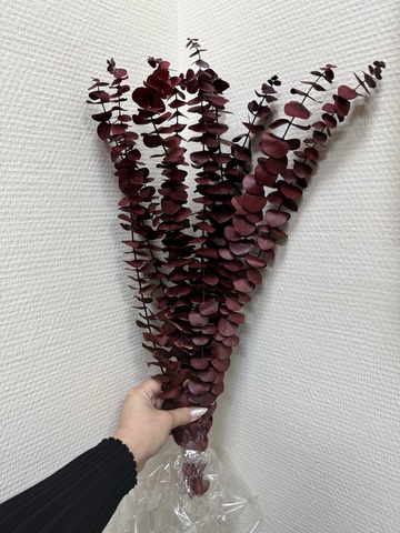 Эвкалипт Бейби блу Насыщенно-Бордовый 50см (10шт в упак.)