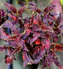 Купель Дьявола ТМ колеус КСР