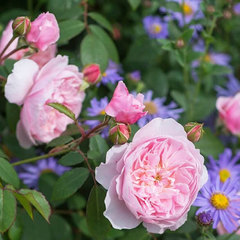 Роза английская Висли Wisley СевОгород