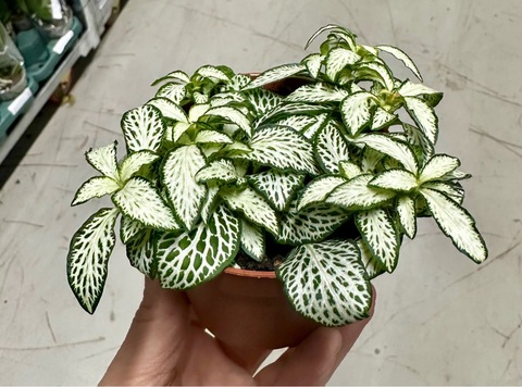 Фиттония  микс