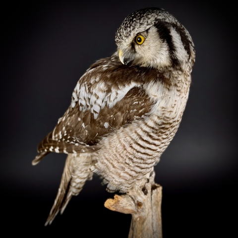 Ястребиная сова