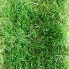 Трава искусственная "Тропикана" 35, ширина 2м, рулон 25м