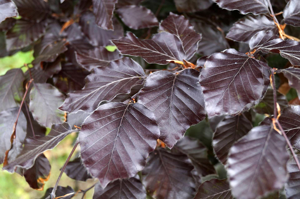 Бук лесной Fagus sylvatica Atropunicea