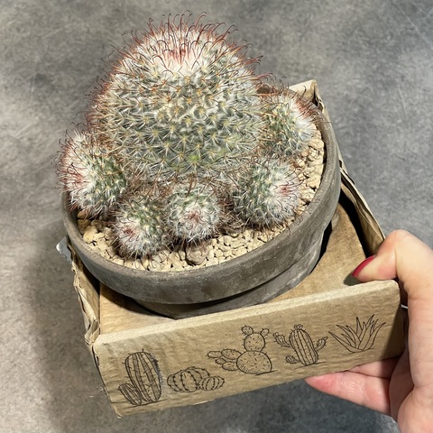 Маммиллярия Бомбицина в керамике d15