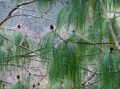 Семена Сосна Мичоаканская pinus devoniana