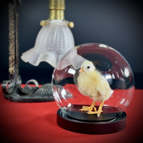 Цыплёнок в клоше