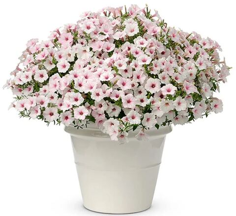 Петуния Vista Silverberry