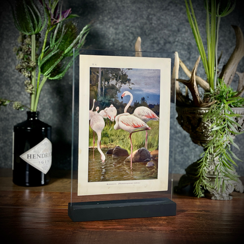 Хромолитография «Фламинго»