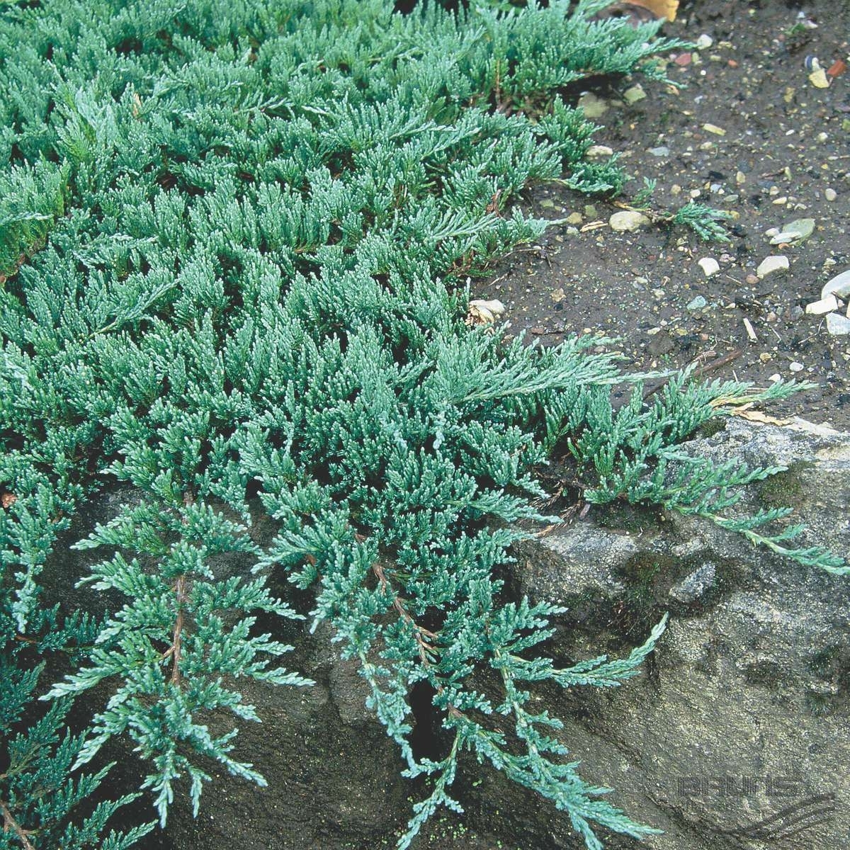 Стелющиеся хвойные. Можжевельник горизонтальный glauca. Можжевельник горизонтальный (Juniperus horizontalis). Можжевельник казацкий Глаука. Можжевельник казацкий glauca.