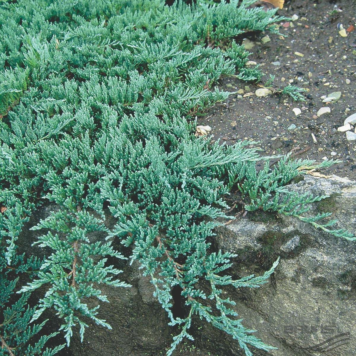 Можжевельник фото низкорослый. Можжевельник горизонтальный glauca. Можжевельник горизонтальный (Juniperus horizontalis). Можжевельник казацкий Глаука. Можжевельник казацкий glauca.