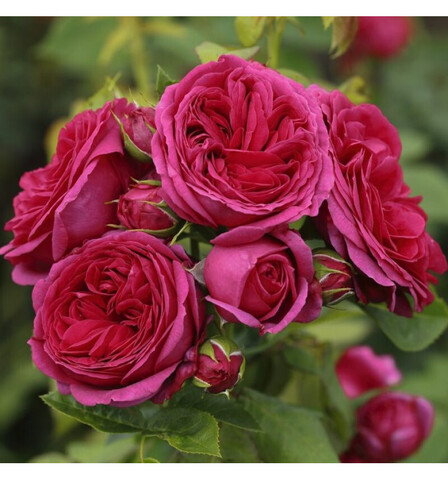 Софи Луиза(Sophie Luise)