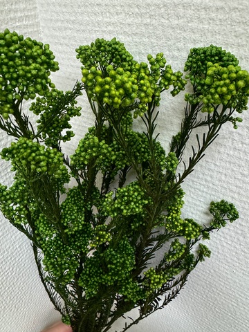 Озотамнус стаб. Зеленый