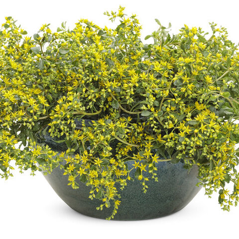 37151 Седум ROCK 'N LOW `Yellow Brick Road` (Весна 2026)