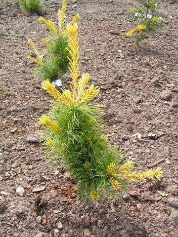 Сосна мелкоцветная Голдилокс АКЦИЯ | Pinus parv. Goldilocks 20-25 см