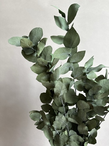 Эвкалипт Стуартиана стабилизированный зеленый