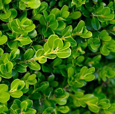 Самшит вечнозелёный