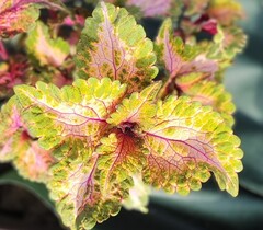 Лунный шелк UO колеус КСР